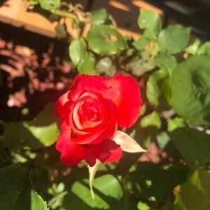 Meet your Posher, Raquel